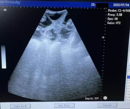 Manchester K9 Services Ultrasound Scanning & Microchipping