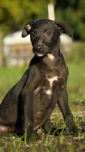 Whippet bull Wheaton greyhound