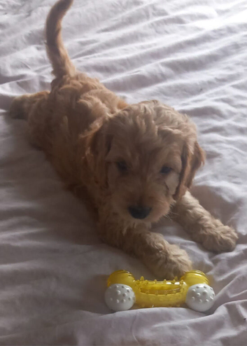 F1b cockapoo puppies