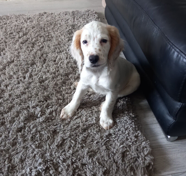 Gorgeous lemon boy KC Reg