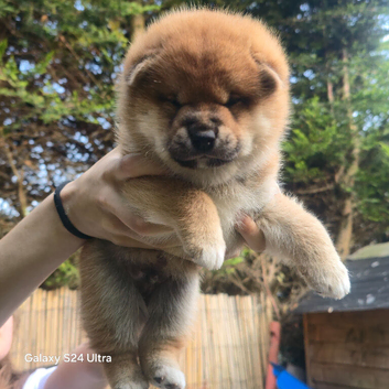 Shiba inu puppies for sale