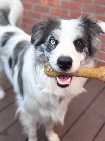Merle Border Collie Female