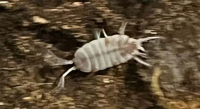 (UK WIDE SHIPPING) Orange Koi isopods for sale UK (Porcellionides pruinosus)