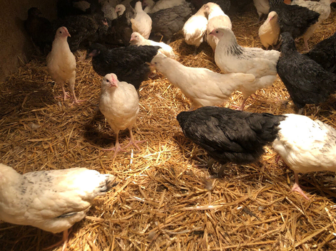 11 week old pullets