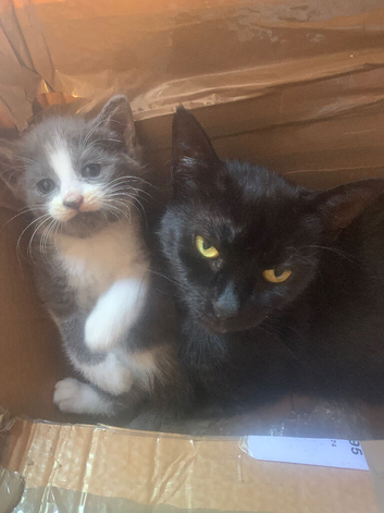 Beautiful grey & white little girl