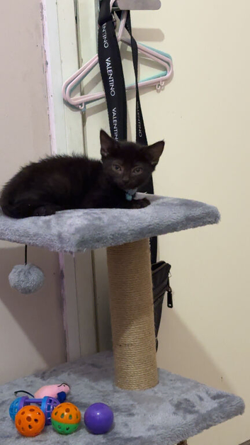 Kitten 8 weeks