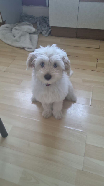 Maltese bichon girl