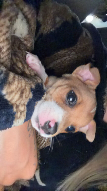Miniature Jack Russel Puppy