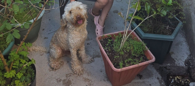 Mini Poodle