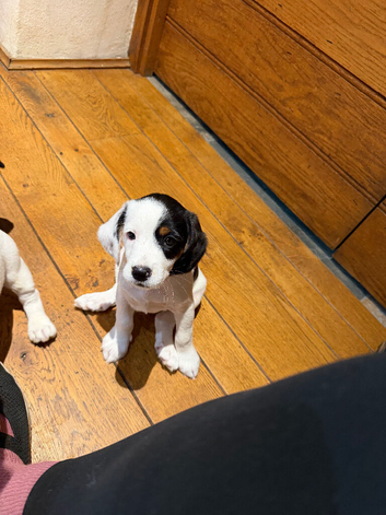 Clumber spaniel cross Jack Russell
