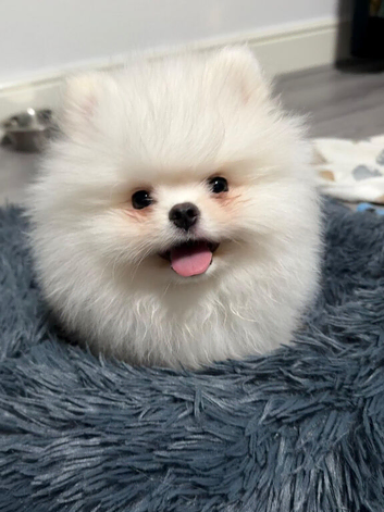 White Teddy Bear Pomeranian Puppy &ndash; London