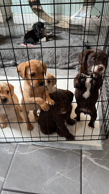 Beautiful labradoodle puppies for sale