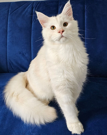 Maine Coon kittens