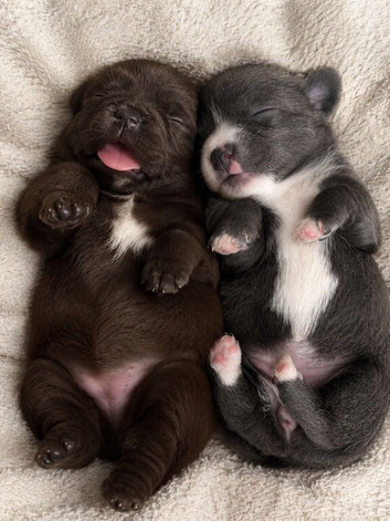 2 beautiful Chihuahua puppies