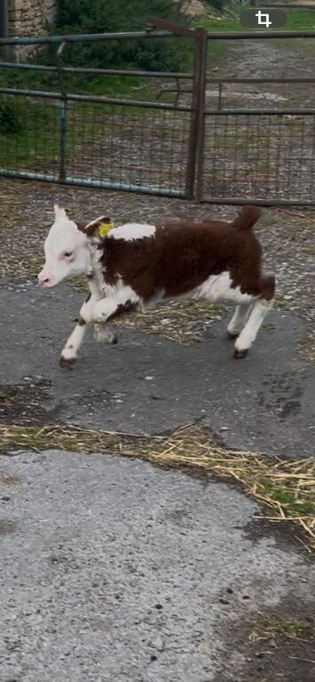Minature Hereford heffer calf