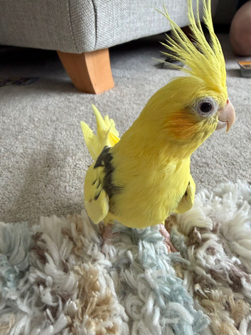 Male Cockatiel Lutino
