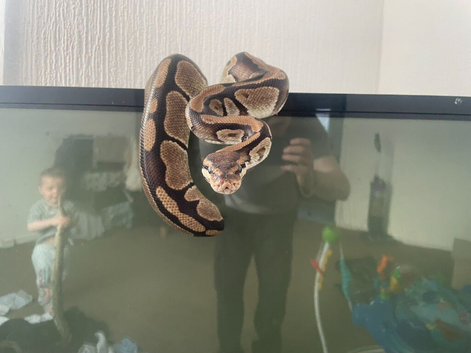 Ball pythons