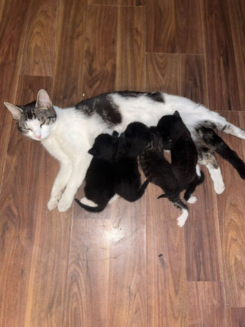 5 beautiful kittens