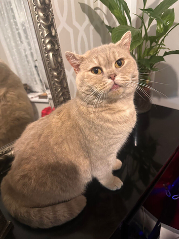 Female British Shorthair