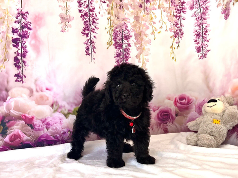 Stunning Mini Poodles, CHAMPION Lines, DNA Clear