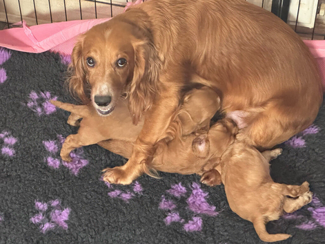 Cocker spaniel puppies