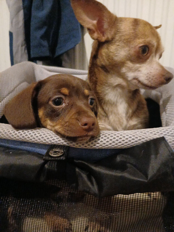 Daschund/chihuahua cross chiweenie