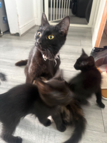 Gorgeous kittens