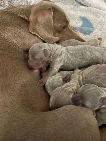 Isabella and tan Dachshund puppies ready November 14th