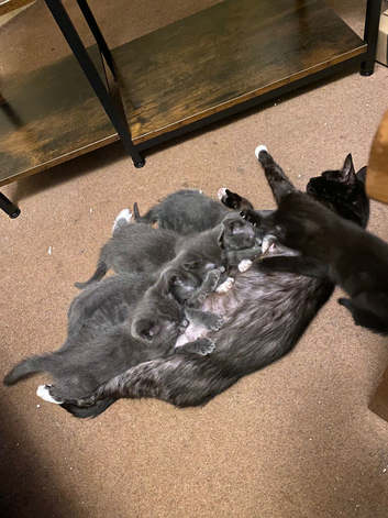 Last black boy of litter