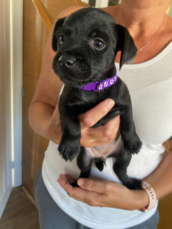 Patterdale terrier