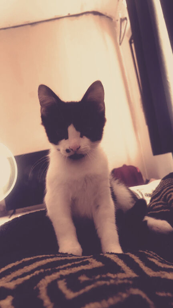 Kitten for sale