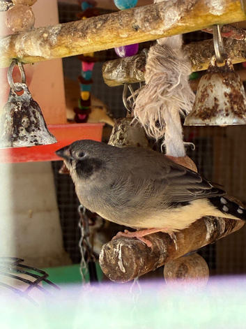 Finches available