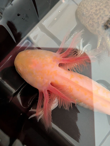 Beautiful mix clutch of baby Hypo Axolotls