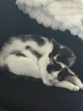 Free to good homes