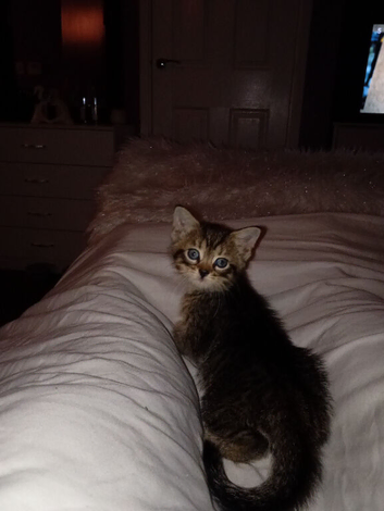 Kittens for sale