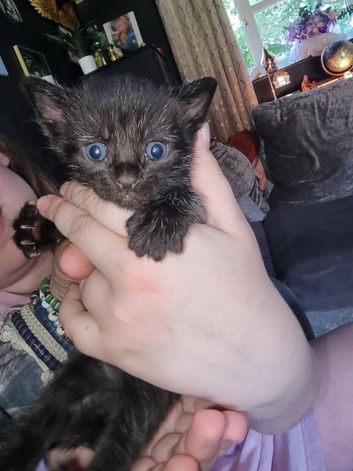 2 kittens in need of forever homes
