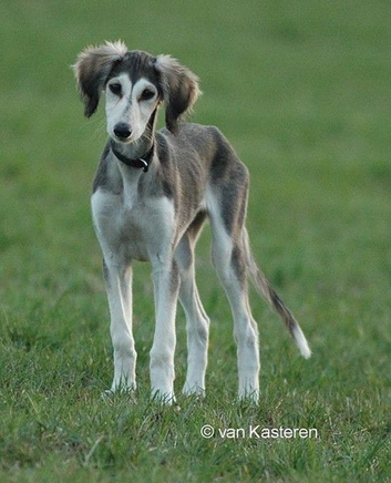 looking for a saluki or saluki cross greyhound bitch