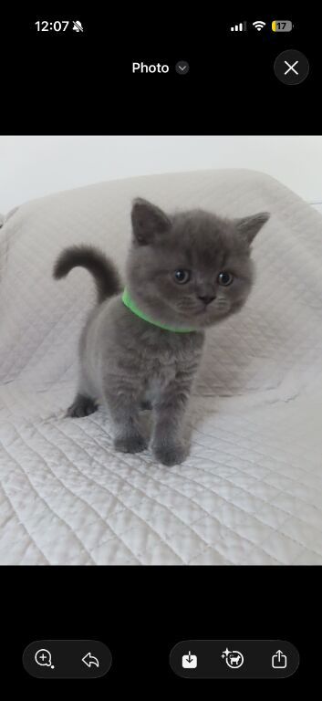Beautiful British Shorthair Kittens Ready for Their Forever Homes