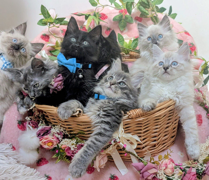 Maine coon ragdoll (racoon) kittens full of fun ready to be adored