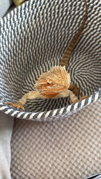 Bearded dragon