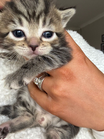 Domestic shorthair kittens