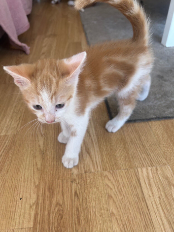 Kittens for sale