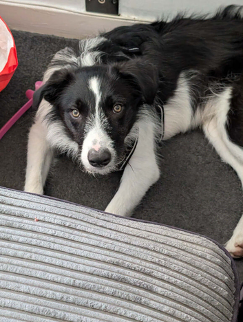 Male collie