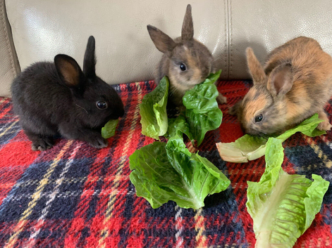 Baby rabbits ready now