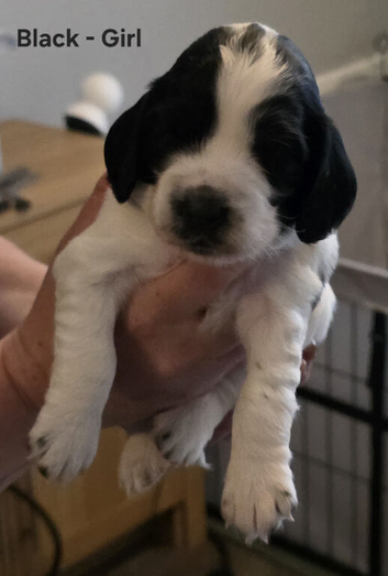 Sprocker spanel for sale