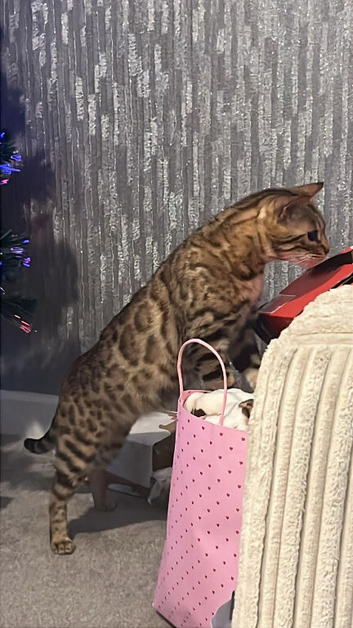 Bengal girl
