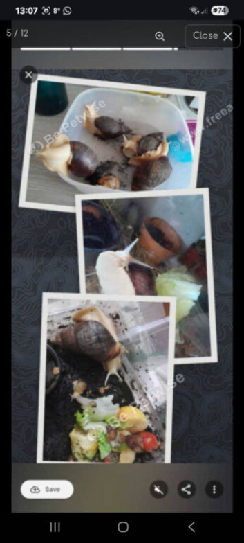 Albino Fulica giant African land snails