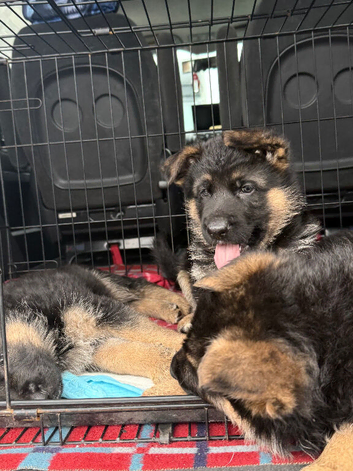 **GERMAN SHEPHERD PUPPIES LOOKING FOR LOVING HOMES **