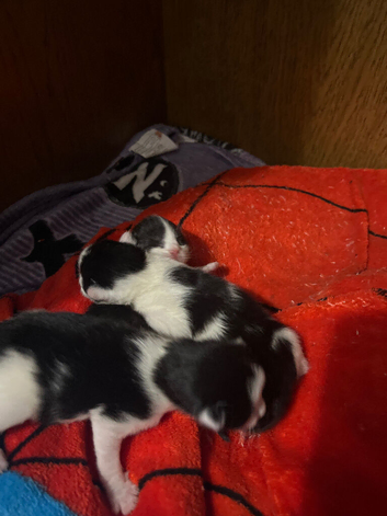 Kittens for sale