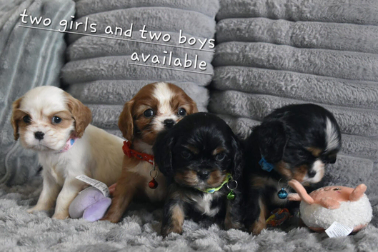 Health Tested- Cavalier King Charles Spaniel